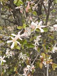 Image result for Feretia