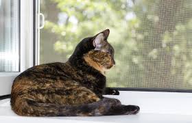 Grate di sicurezza quanto costa installare le inferriate. Pezsgo Merges Akadalyozzak Inferriate Per Finestre Leroy Merlin Amazon Safehavenhomeinspect Com