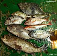 Fisch Fettgehalt Tabelle Simfisch De Angeln Und Outdoor