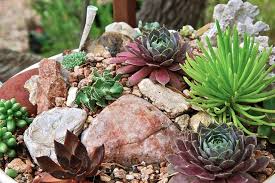 Troth Garden Alionopsis Malherbei Semps Senecio Himalaya Cremnosedum Little Gem Echeveria Black Prince Echeveria Succulents Garden