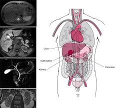 The hollow organs that make up the gi tract are the mouth, esophagus. Module 3 Abdominal Imaging