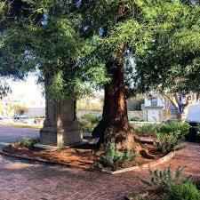 Film berbahasa english ini menghabiskan biaya sebesar $ 200.000.000,00 tetapi hasil yang di dapatkan juga streaming mulan (2020) sub indo. Moon Tree In Friendly Plaza Monterey Public Library