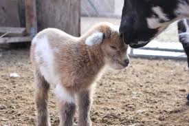 How to give a baby a bath. Goat Diseases Signs Symptoms Testing From Home