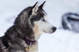 Bapteme De Chien De Traineau 2 Pers Pres D Annecy En Savoie Le prix pour lequel ils concourent, lui, est comparable à celui des courses les plus prestigieuses au monde. bapteme de chien de traineau 2 pers