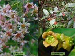 Image result for Celastraceae