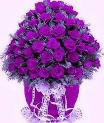 Elders Bible Purple Flowers Purple Roses Beautiful Flowers
