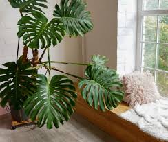 Image result for Monstera