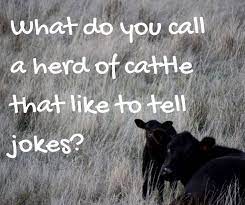What Do You Call A Herd Of Cattle That Like To Tell Jokes Cowjoke Joke Dadjoke Princessroyal Jokes Dad Jokes To Tell
