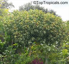 Image result for Manihot esculenta