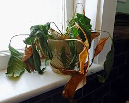What can you do to fix this? Dying Container Plants Why A Plant May Suddenly Die