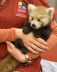 Zooborns Brings Us News And Pictures Of Baby Animals Born In Zoos All Over The World Get The Condensed Version As Cute Animals Cute Baby Animals Baby Animals