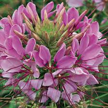 Image result for Cleome elegantissima