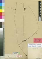 Image result for Pycreus elegantulus