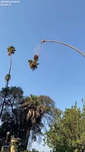 Check spelling or type a new query. Fox 11 Los Angeles Wild Ride Man Cutting Palm Tree Ends Up Swinging Precariously In The Air Facebook
