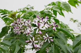 Image result for Meliaceae