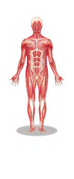 Almost every muscle constitutes one part of a pair of identical bilateral. Https Www Uc Edu Content Dam Uc Ce Images Olli Page 20content Muscular 20system 20s Pdf