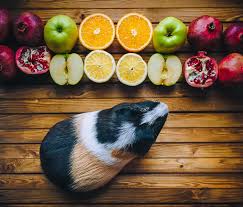 But, they have several drawbacks: Can Guinea Pigs Eat Oranges Vet Explains Pets