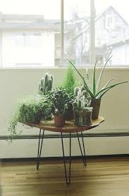 Collection Of Plants By The Window Perhaps A Smaller White Circular Table Near The Dining Table Indoor Plants Apartments Plant Table Apartment Plants