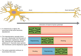 Action Potential - Wikipedia
