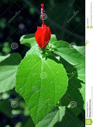 Turk's cap with purple salvia. Red Turk S Cap In Bloom Malvaviscus Arboreus Stock Photo Image Of Purse Mallows 124585208