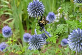 Image result for globe thistle