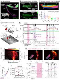 What are your answers compared to? A Size Principle For Recruitment Of Drosophila Leg Motor Neurons Elife
