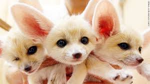 Find & download free graphic resources for cute animals. Are These The World S Cutest Creatures Cnn Travel