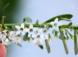 Maybe you would like to learn more about one of these? Creeping Myoporum Myoporum Parvifolium Groundcover Myoporum Low Growing Evergreen Ground Cover With Closely Spaced Leaves And White Flowers Stock Photo Picture And Royalty Free Image Image 65375887