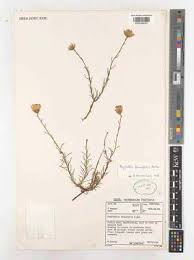 Image result for Pegolettia retrofracta