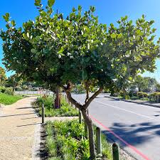 Image result for Syzygium cordatum