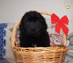 New york city, ny, usa, newfoundland puppies. Nacho Newfoundland Puppy For Sale In Penn Yan Ny Happy Valentines Day Happyvalentinesday2016i