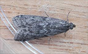 Image result for Pyla fusca