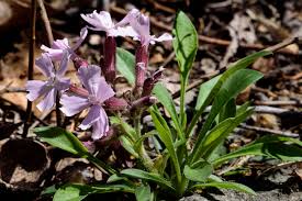Image result for Silene abyssinica