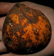 Image result for Landolphia buchananii