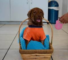 See times, locations, directions & contact information for dr. Winter Park Veterinary Hospital Forms