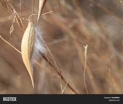 Seed pods have a smooth exterior texture (unlike common milkweed) and ripen in fall to reveal small seeds with white silk attachments common to all milkweeds. Honeyvine Weed Pod Image Photo Free Trial Bigstock