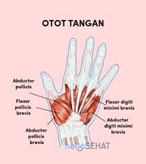 We did not find results for: Gambar Tangan Manusia Beserta Fungsi Setiap Bagiannya Hello Sehat
