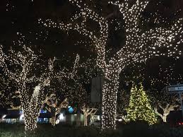 Lighted Oak Trees Christmas Lights Christmas Decorations Light Oak