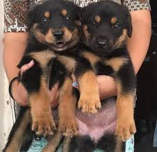 Since we cannot guarantee the number of puppies that come from a litter, it is difficult for us to guarantee one from a certain litter. Rottweiler Puppies For Sale An Adoption Home Facebook