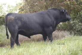 We're very excited to have been able to secure n329 from ardrossan angus. Ardrossan Nhance Universal Semen Sales