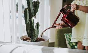 Perfect plants organic succulent and cactus soil mix. Best Indoor Plant Fertilizer Plant Care Plants Com