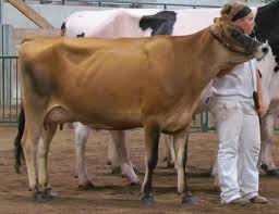 Black and white or red and white. History Of Dairy Cow Breeds Jersey Msu Extension