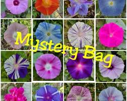 Image result for Ipomoea tuberculata