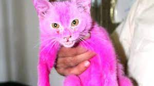 Berikut adalah contoh gambar kucing kartun populer di. Kasihan Kucing Ini Stres Karena Bulunya Dicat Warna Pink Serambi Indonesia