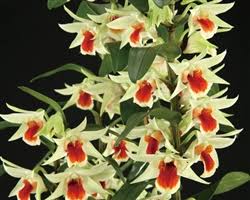 Image result for Habenaria aberrans