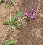 Image result for Gisekia africana