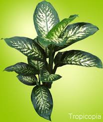 How To Grow Dieffenbachias Care Guide Houseplant 411 How To Identify And Care For Houseplants Dumb Cane Plant Plants Plant Leaves