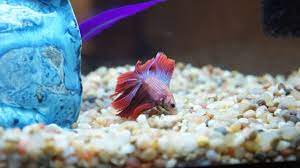 Why Your Betta Fish Is Laying At The Bottom Of The Tank