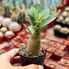 Image result for Adenium