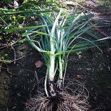 When daylight hours reach the length that the variety of onion being grown needs onion bulb growth will be triggered in the plant. Perennial Leek Permablitz Melbourne